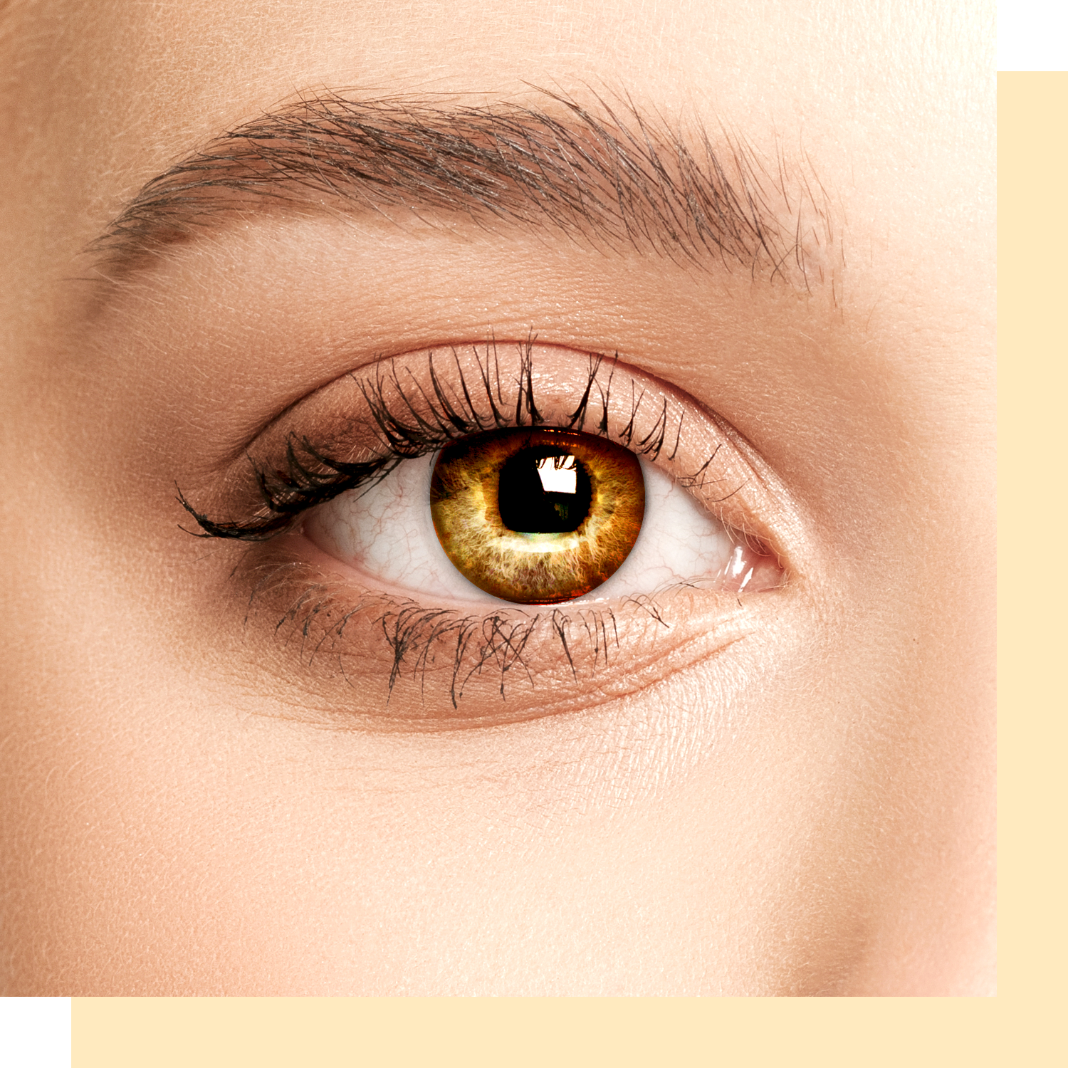 Monter Lash Lift (モンテラッシュリフト)